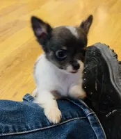 Holden Orchid pet, a male Chihuahua for sale in Paxton, IL – Photo 5 of 10