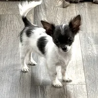 Holden Orchid pet, a male Chihuahua for sale in Paxton, IL – Photo 3 of 10