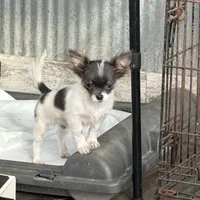 Holden Orchid pet, a male Chihuahua for sale in Paxton, IL – Photo 10 of 10