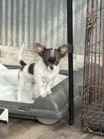 Holden Orchid pet, a male Chihuahua for sale in Paxton, IL – Photo 10 of 10