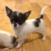 Holden Orchid pet, a male Chihuahua for sale in Paxton, IL – Photo 4 of 10