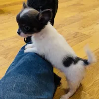 Holden Orchid pet, a male Chihuahua for sale in Paxton, IL – Photo 6 of 10