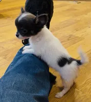 Holden Orchid pet, a male Chihuahua for sale in Paxton, IL – Photo 6 of 10