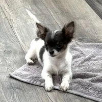 Holden Orchid pet, a male Chihuahua for sale in Paxton, IL – Photo 9 of 10