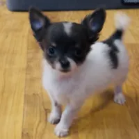 Holden Orchid pet, a male Chihuahua for sale in Paxton, IL – Photo 7 of 10