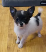 Holden Orchid pet, a male Chihuahua for sale in Paxton, IL – Photo 7 of 10