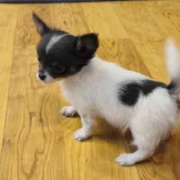 Holden Orchid pet, a male Chihuahua for sale in Paxton, IL – Photo 8 of 10