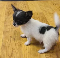 Holden Orchid pet, a male Chihuahua for sale in Paxton, IL – Photo 8 of 10