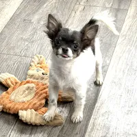 Holden Orchid pet, a male Chihuahua for sale in Paxton, IL – Photo 1 of 10