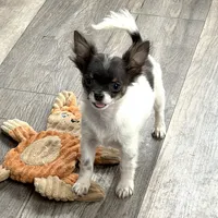 Holden Orchid pet, a male Chihuahua for sale in Paxton, IL – Photo 2 of 10