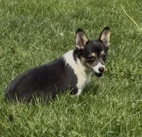 Raegan “Josie” , a female Pembroke Welsh Corgi for sale in Paxton, IL – 2 of 10