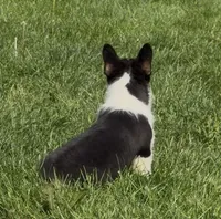 Raegan “Josie” , a female Pembroke Welsh Corgi for sale in Paxton, IL – 10 of 10