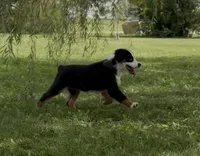 Bambi friendly, a female Miniature American Shepherd for sale in Paxton, IL – 5 of 8