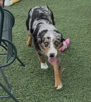 Brooklynn “Brianna”, a female Miniature American Shepherd for sale in Paxton, IL – 9 of 9