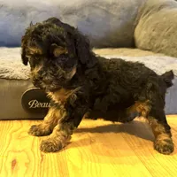 Tanner “Teagan”, a male Poodle - Miniature  for sale in Paxton, IL – Photo 3 of 3