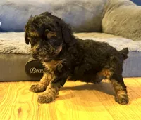 Tanner “Teagan”, a female Poodle - Miniature  for sale in Paxton, IL – Photo 2 of 3