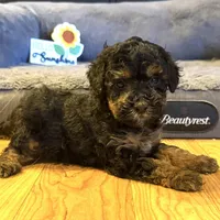 Tanner “Teagan”, a male Poodle - Miniature  for sale in Paxton, IL – Photo 1 of 3