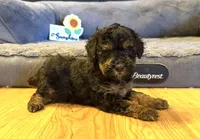 Tanner “Teagan”, a female Poodle - Miniature  for sale in Paxton, IL – Photo 3 of 3