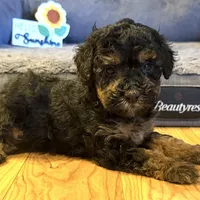 Tanner “Teagan”, a male Poodle - Miniature  for sale in Paxton, IL – Photo 2 of 3