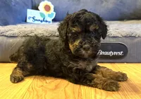Tanner “Teagan”, a female Poodle - Miniature  for sale in Paxton, IL – Photo 1 of 3