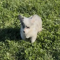 Halo “Auggie”, a female Pembroke Welsh Corgi and Miniature Australian Shepherd for sale in Paxton, IL – 2 of 5