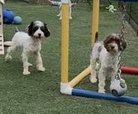 Bob, a male Cocker Spaniel and Poodle - Miniature  for sale in Paxton, IL – 2 of 10