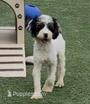 Bob – Cocker Spaniel, Poodle - Miniature  puppy for sale in Paxton, IL