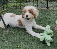 Barbie , a female Cocker Spaniel and Poodle - Miniature  for sale in Paxton, IL – 6 of 6