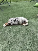 Birdie , a female Miniature American Shepherd for sale in Paxton, IL – 7 of 7