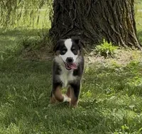 Bambi friendly, a female Miniature American Shepherd for sale in Paxton, IL – 8 of 8