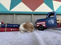 Mickey “Margie”, a male Poodle - Miniature  for sale in Paxton, IL – 5 of 6