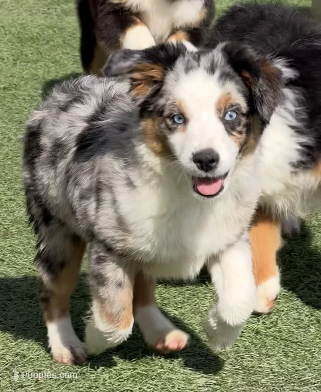 Jasmin “Twilight” Toy – Miniature American Shepherd puppy for sale in Paxton, IL