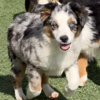 Jasmin “Twilight” Toy, a female Miniature American Shepherd for sale in Paxton, IL – Photo 1 of 10