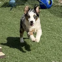 Jasmin “Twilight” Toy, a female Miniature American Shepherd for sale in Paxton, IL – Photo 5 of 10
