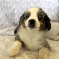 Jasmin “Twilight” Toy, a female Miniature American Shepherd for sale in Paxton, IL – Photo 9 of 10