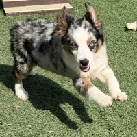 Jasmin “Twilight” Toy, a female Miniature American Shepherd for sale in Paxton, IL – Photo 3 of 10