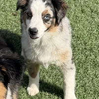 Jasmin “Twilight” Toy, a female Miniature American Shepherd for sale in Paxton, IL – Photo 8 of 10