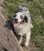Jasmin “Twilight” Toy, a female Miniature American Shepherd for sale in Paxton, IL – 4 of 10
