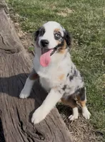 Jasmin “Twilight” Toy, a female Miniature American Shepherd for sale in Paxton, IL – 1 of 10