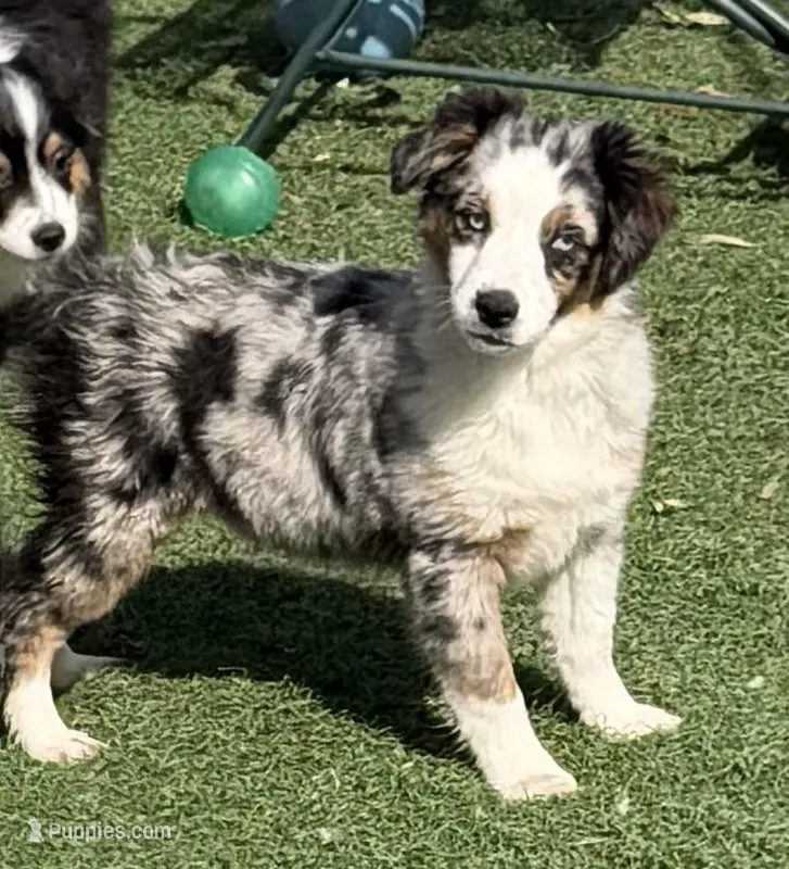 Jasmin “Twilight” Toy – Miniature American Shepherd puppy for sale in Paxton, IL