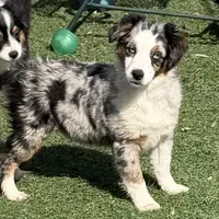 Jasmin “Twilight” Toy, a female Miniature American Shepherd for sale in Paxton, IL – Photo 2 of 10