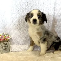 Jasmin “Twilight” Toy, a female Miniature American Shepherd for sale in Paxton, IL – Photo 7 of 10