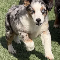 Jasmin “Twilight” Toy, a female Miniature American Shepherd for sale in Paxton, IL – Photo 6 of 10