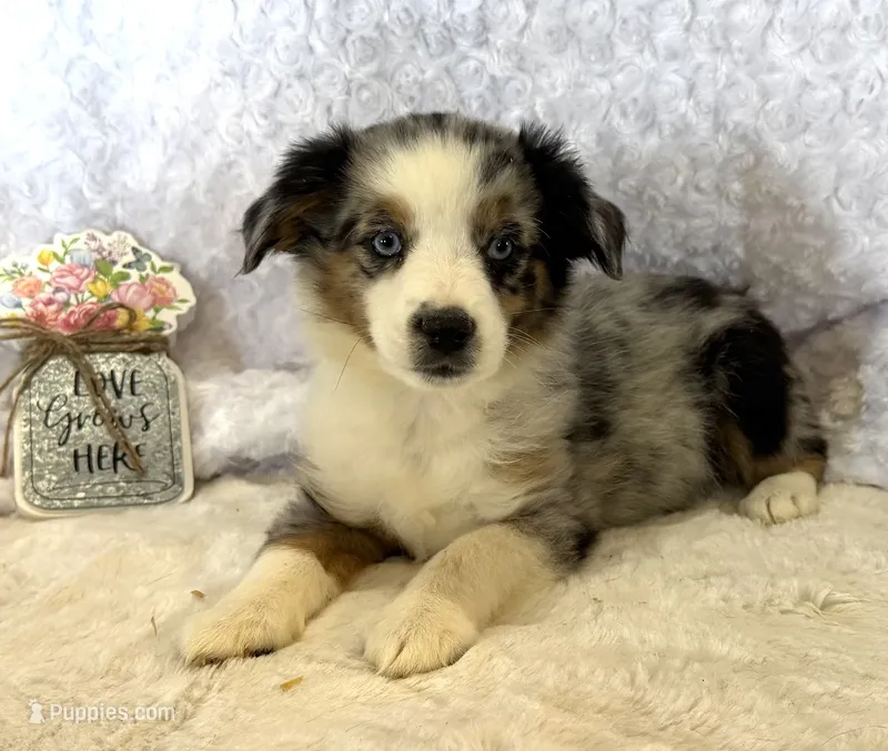 Jasmin “Twilight” Toy