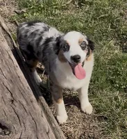 Jasmin “Twilight” Toy, a female Miniature American Shepherd for sale in Paxton, IL – 2 of 10