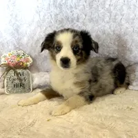 Jasmin “Twilight” Toy, a female Miniature American Shepherd for sale in Paxton, IL – Photo 10 of 10
