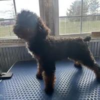 Hayden, a male Poodle - Miniature  for sale in Paxton, IL – Photo 7 of 7