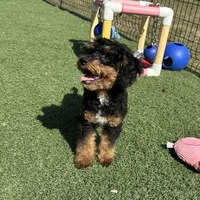 Hayden, a male Poodle - Miniature  for sale in Paxton, IL – Photo 2 of 7