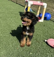 Hayden, a male Poodle - Miniature  for sale in Paxton, IL – Photo 2 of 7