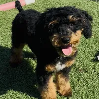 Hayden, a male Poodle - Miniature  for sale in Paxton, IL – Photo 1 of 7